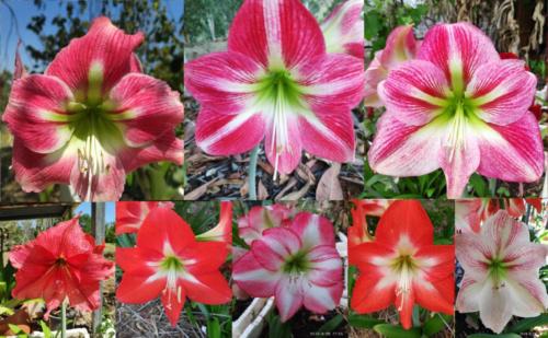 Darcy's fave X mix.. Crimson, pink & lime white hippeastrum seeds for sale