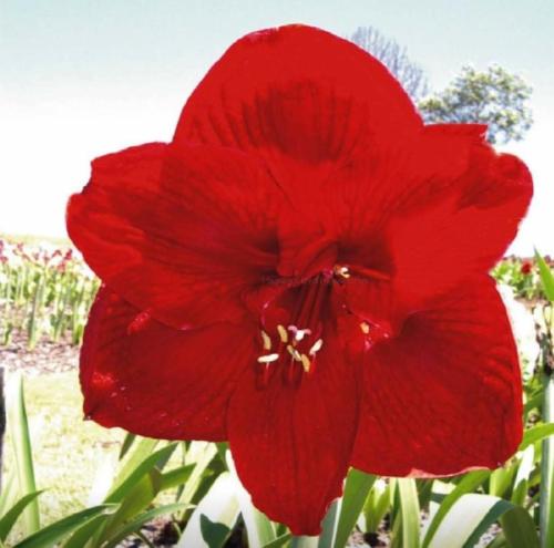 Dark Flame - red stripy single - Maguire hippeastrum