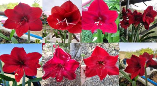 Darkest Black Red X Hybrid species mix - seeds for sale