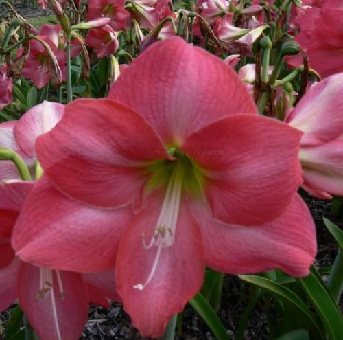 Darwin Belle - solid pink- light center - single - Maguire hippeastrum