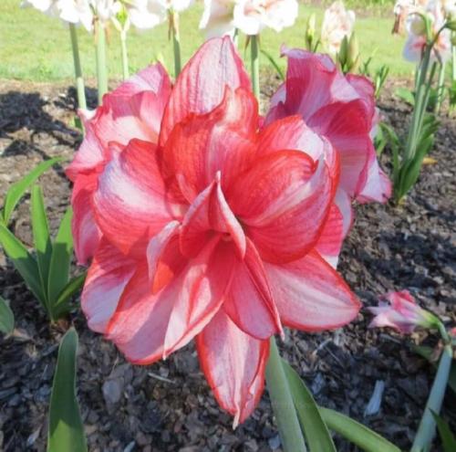 Delta Dawn - Double - pink - light splashes - Maguire hippeastrum