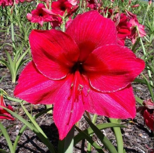 Denise - single - hot crimson - light picotee - Maguire hippeastrum