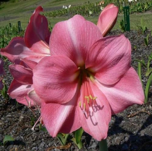 Desirable Lady - single - solid pastel pink - Maguire hippeastrum