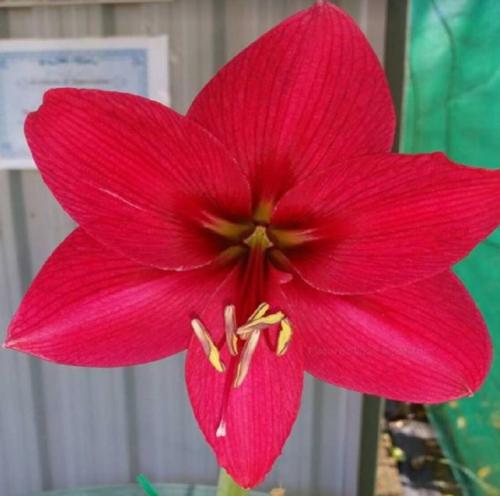 Dimity - single - crimson - solid - Maguire hippeastrum