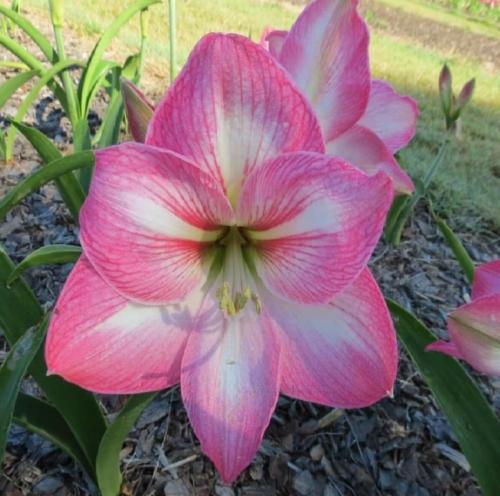 Dongina - single -  pink - light midribs - whisker - Maguire hippeastrum