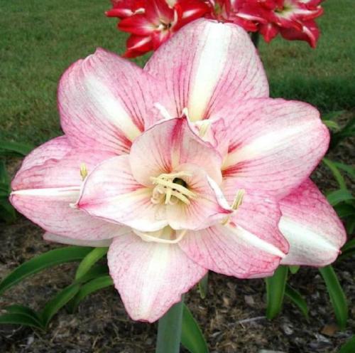 Donna Maguire - Double - pinky mauve - light midrib - Maguire hippeastrum