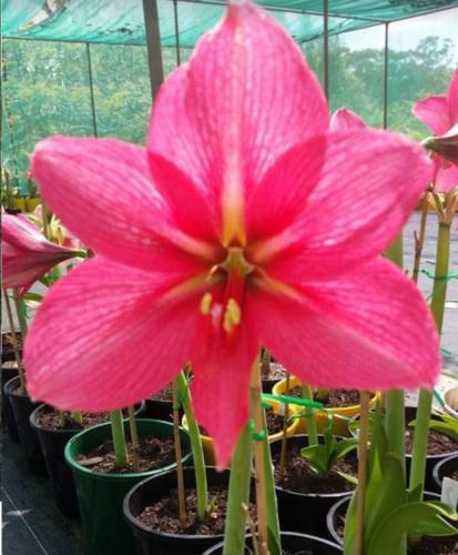 Dorathy - single - hot pink - light star center - Maguire hippeastrum