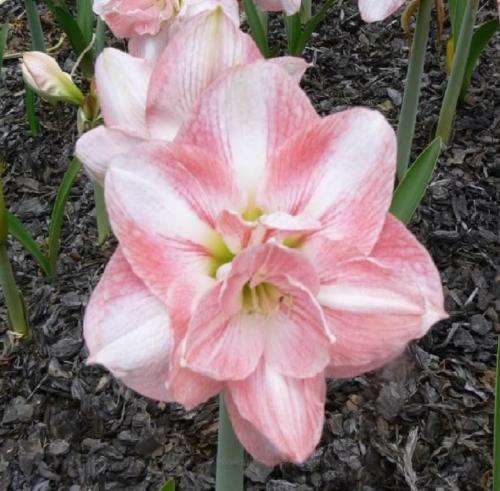 Double Blush - pale pink & light - Maguire hippeastrum