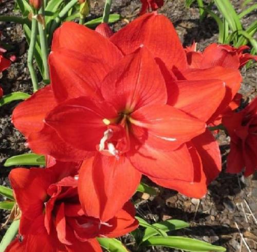 Double Devil - red orange - Maguire hippeastrum