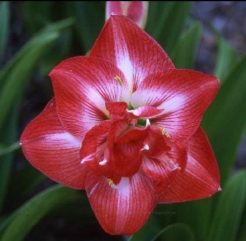 Double Empress - Red out - light in - stripy - Maguire hippeastrum