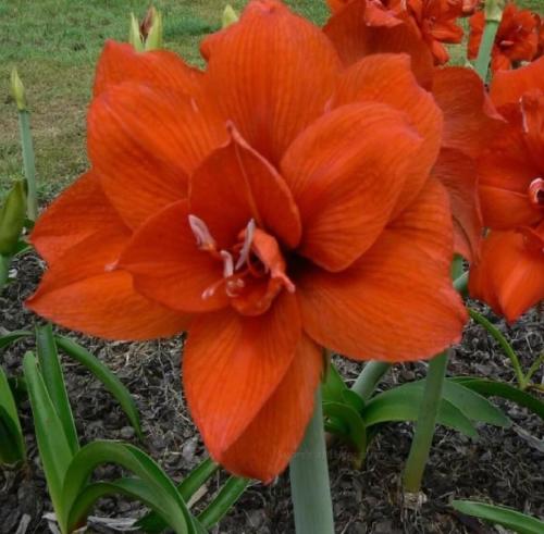 Double Inferno - rusty orange - Maguire hippeastrum