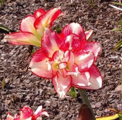 Double Lass - cream & raspberry splash - Maguire  hippeastrum