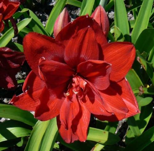 Double Rouge - red - Maguire  hippeastrum