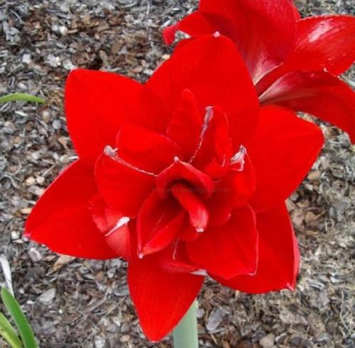 Double Russian - bright red -  - Maguire  hippeastrum