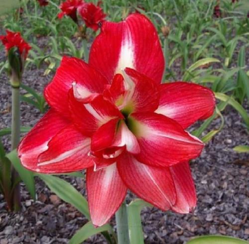 Double Speak - scarlet red - light splash - Maguire  hippeastrum