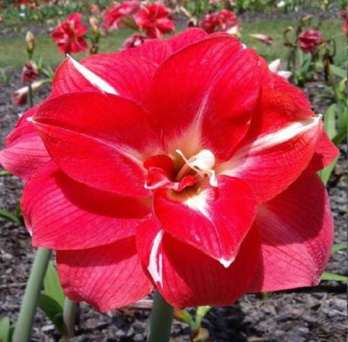 Double Talk - crimson - light splash - Maguire  hippeastrum  