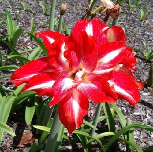 Double Trouble - red -  light splash - Maguire  hippeastrum