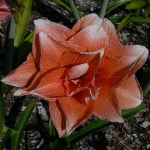 Double Vision - apricot - cream tips  - Maguire  hippeastrum single 