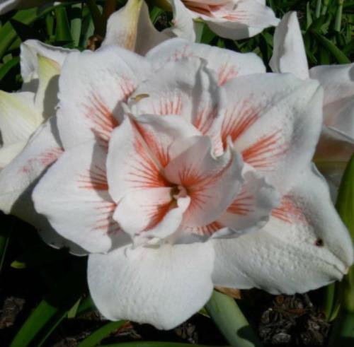 Double or nothing - white -stripe Vittatum type - Maguire  hippeastrum