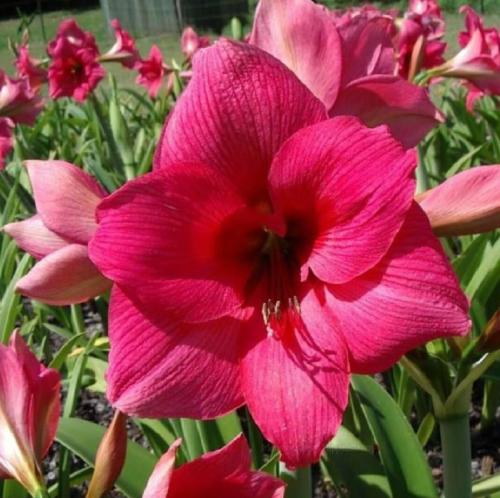 Drammy - single - hot crimson pink  - Maguire  hippeastrum