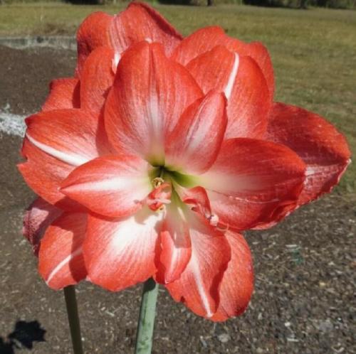 Dynamite Double - orange out - light in - Maguire  hippeastrum