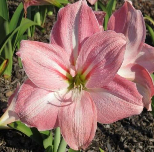 Ecstasy - single - palest pink - dark whiskers - Maguire  hippeastrum