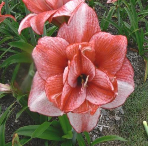 Edith's Choice - Double apricot & orange stripe - Maguire  hippeastrum