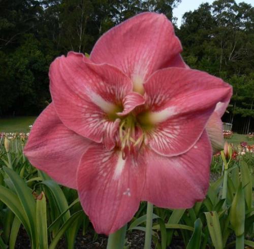 Elaine Rose - solid Pink - owl face - single - Maguire   hippeastrum