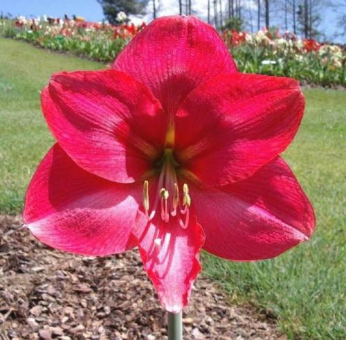 Eleanor Elisabeth - single - 2 tone crimson  - Maguire hippeastrum