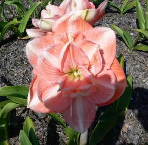 Elizabeth Double - apricot & light stripe - Maguire hippeastrum