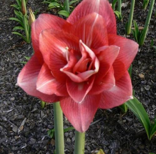 Elkie Double - watermelon pink & light - Maguire hippeastrum