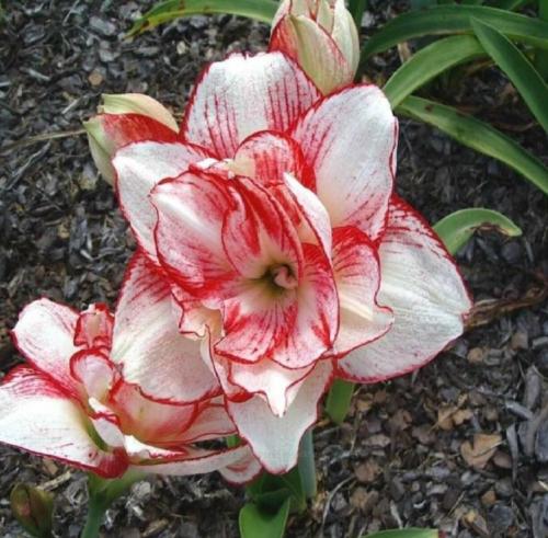 Elva's Double - cream - raspberry red edge & splash - Maguire hippeastrum