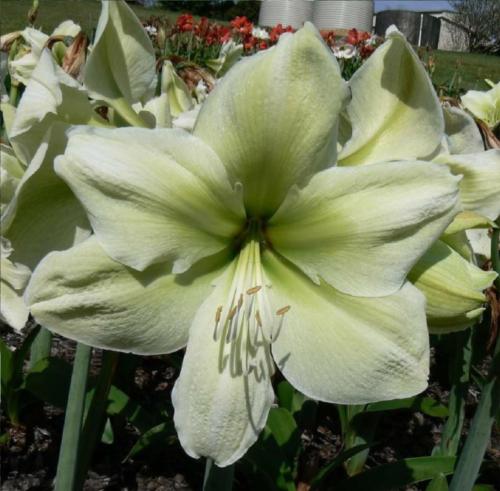 Emerald Star - Lime solid colour - dark eye - single - Maguire hippeastrum