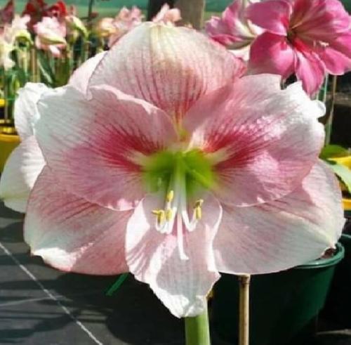 Emmy Lou - pale pink - veins - whiskers - Maguire hippeastrum