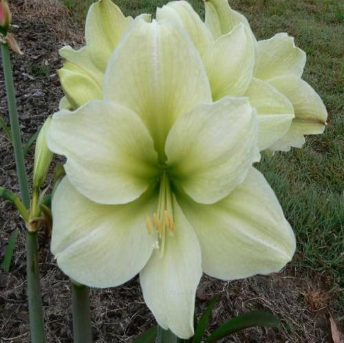 Envious Lady - Lime - green center - Maguire hippeastrum