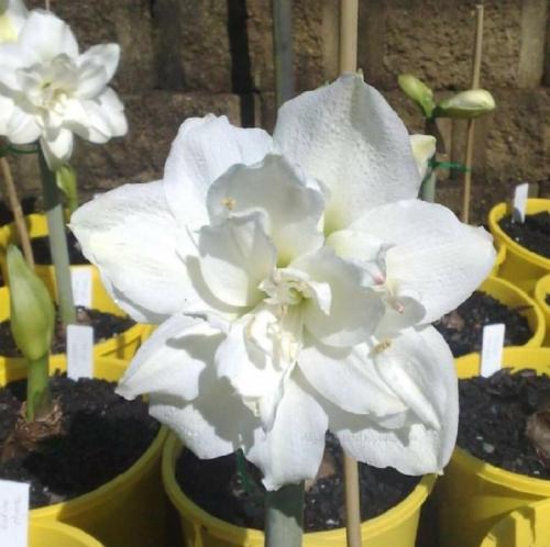 Eskimo Prince - white double - Maguire hippeastrum