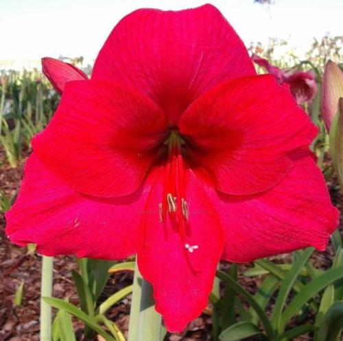 Eternal Princess - crimson - red face -single - Maguire hippeastrum