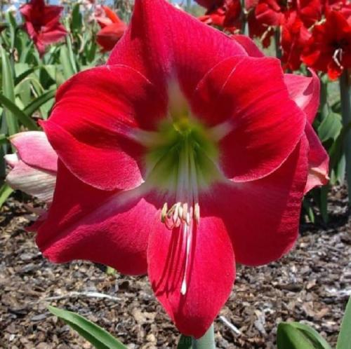 Evening Chimes - crimson out - light in- single - Maguire hippeastrum