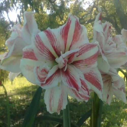 Excitement - white - dark stripe  - vittatum type double -  Maguire hippeastrum