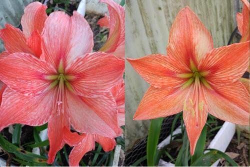 Exotic Orange Star X Selfed, showing changes of colour with age.