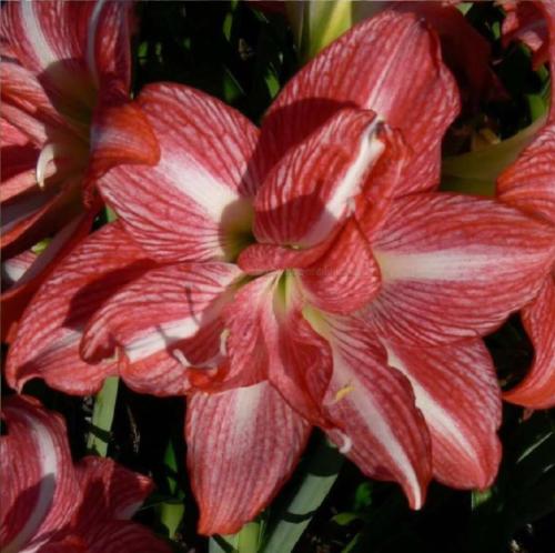 Fair Dinkum - Red  - light stripy - Double - Maguire hippeastrum