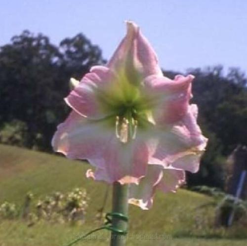 Fair Lady - pink out - light in - single - Maguire hippeastrum