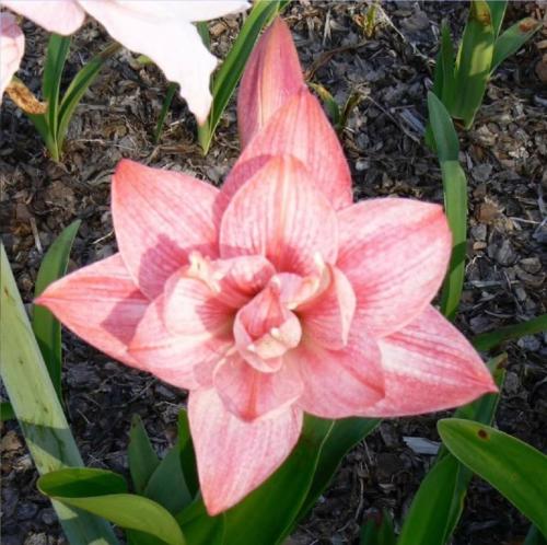 Fairy Floss - pale pink stripy - double - Maguire hippeastrum