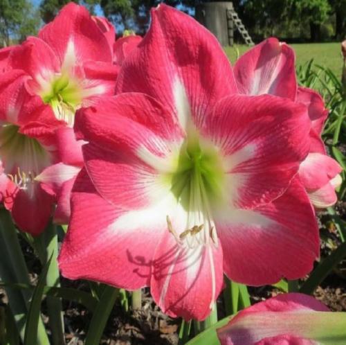 Fairy Kiss - pink out - light in - single - Maguire hippeastrum