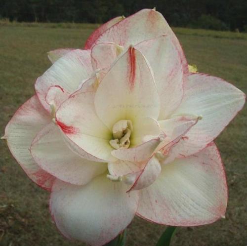 Fairy Mead - white - blush edge -  double - Maguire hippeastrum