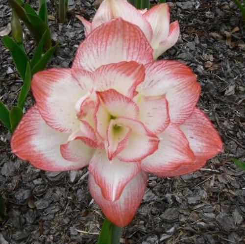 Fairy Princess - white - apricot edge - double - Maguire hippeastrum