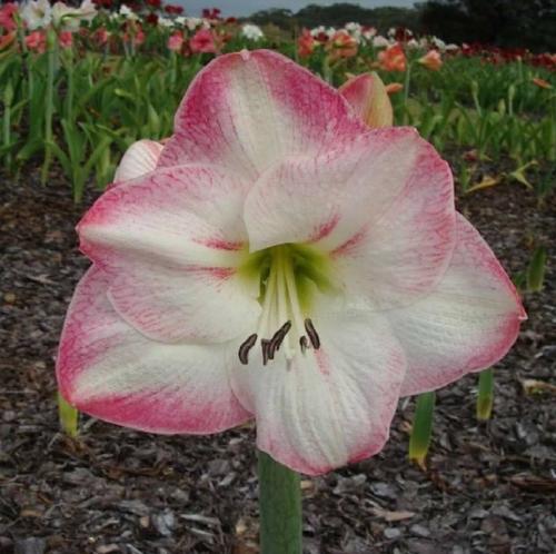 Fairy wings - white, pink edge - single  - Maguire hippeastrum