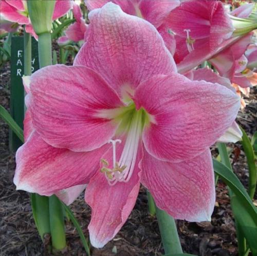 Far Horizons - pink - light picotee -  - single  - Maguire hippeastrum