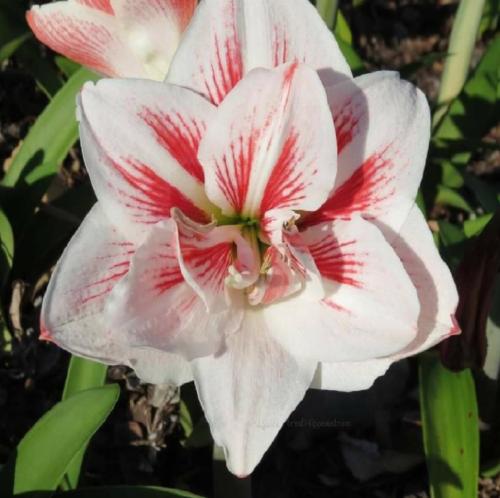 Fast Talker - cream & red Vittatum type - double - Maguire