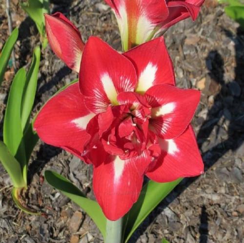 Forsight - red - white midrib - double - Maguire